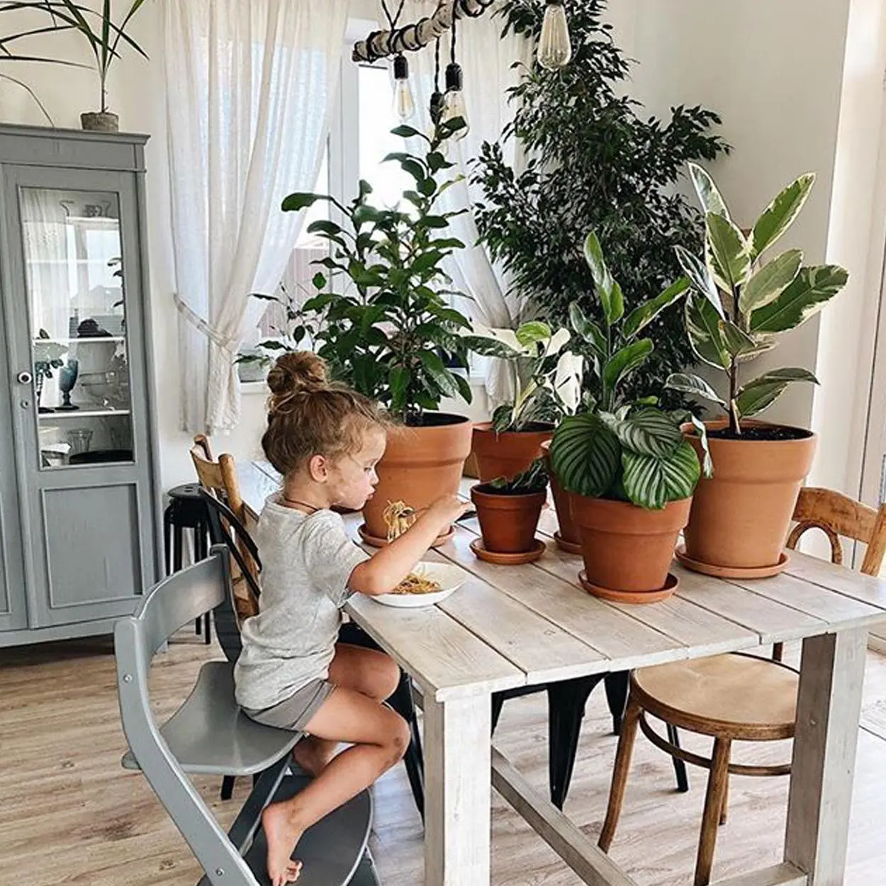 Peperômia na decoração da cozinha Peperômias na cozinha