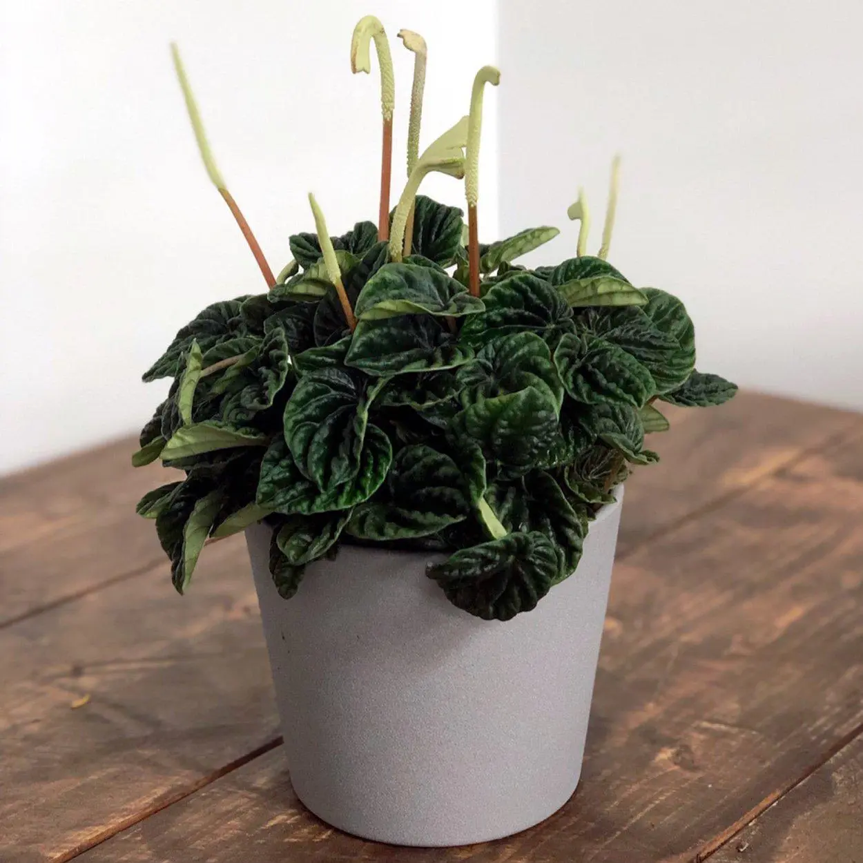 Vaso com peperômia marrom Peperômia marrom