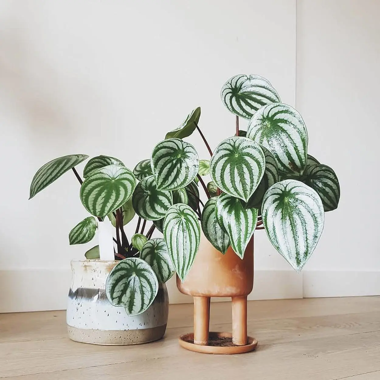 Peperômias melancia Peperômia melancia