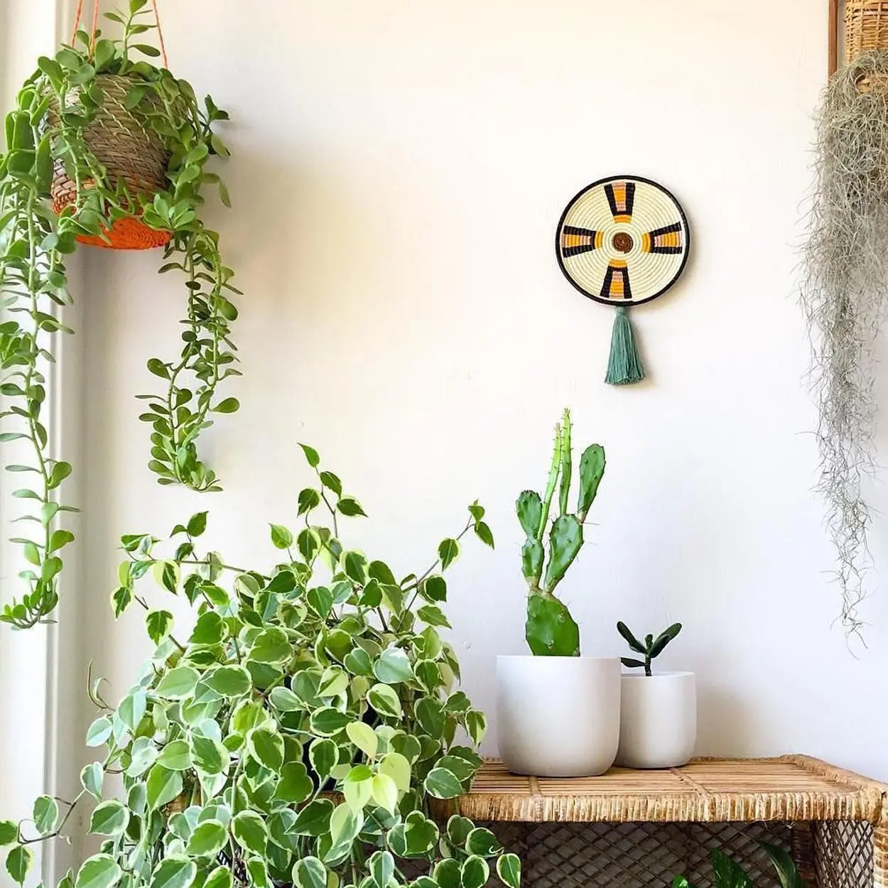 Cantinho da casa com peperômia Peperômia pendente