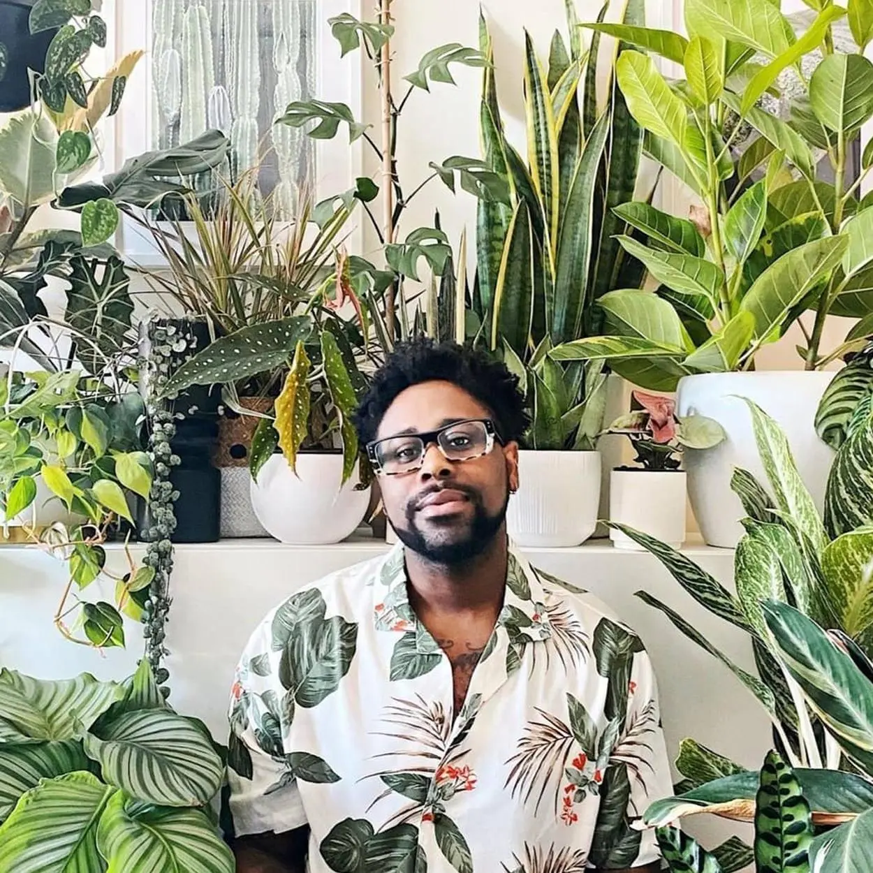 Peperômias na decoração