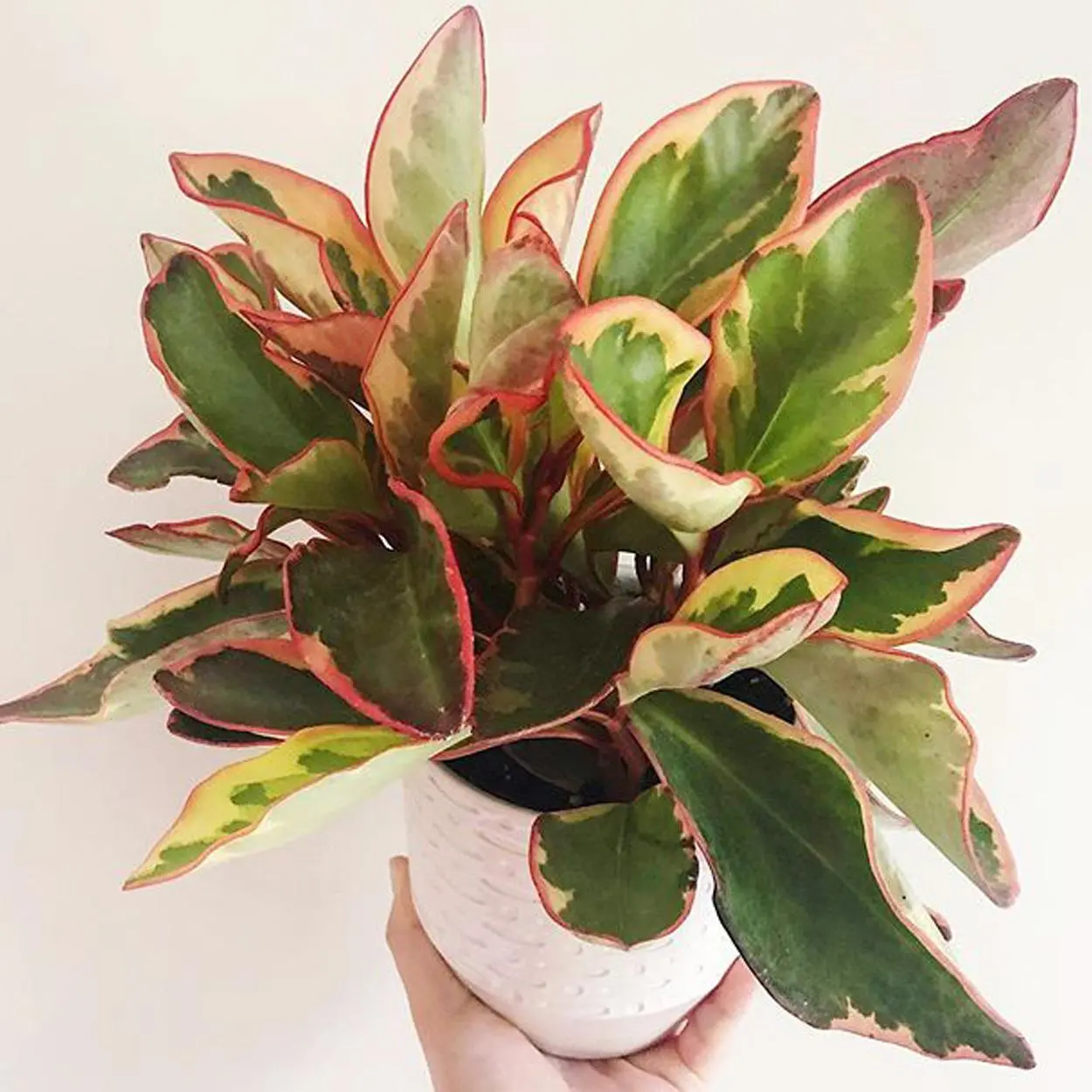 Peperômia tricolor em vaso Peperômia tricolor