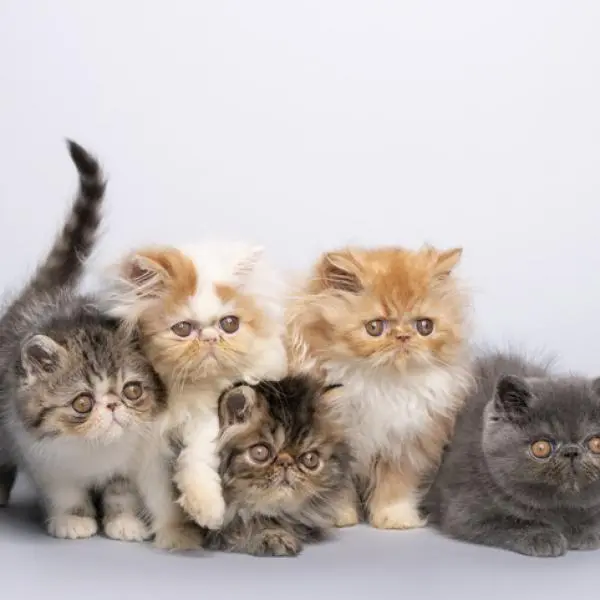 Filhotes de gatos persas 