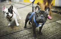 Foto mostra dois cães da raça Buldogue Francês