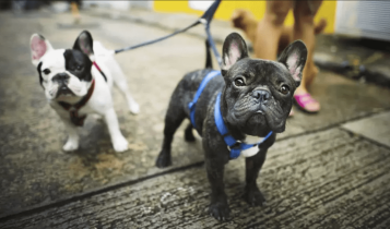 Foto mostra dois cães da raça Buldogue Francês
