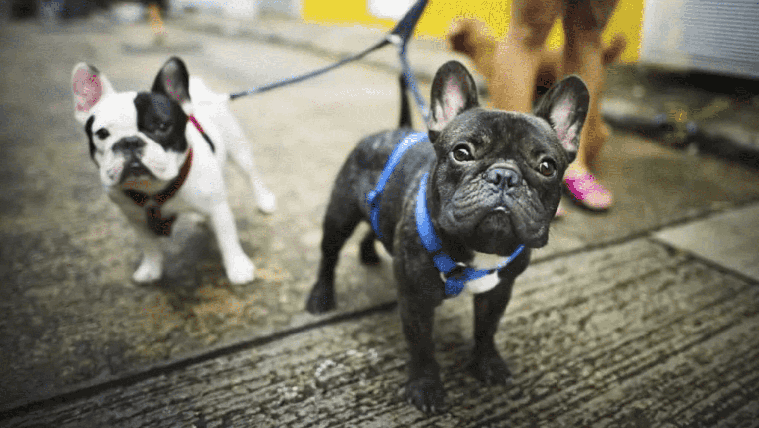 Foto mostra dois cães da raça Buldogue Francês