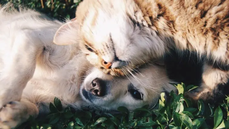Quais são as plantas venenosas para cães e gatos?