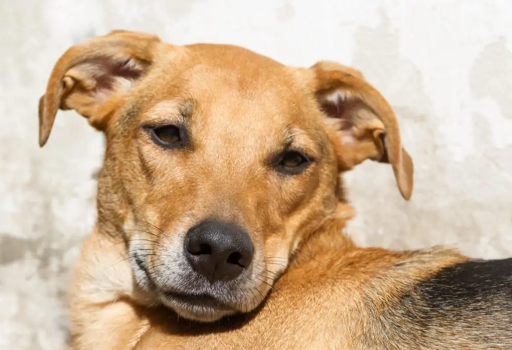 Cachorro vira-lata caramelo 