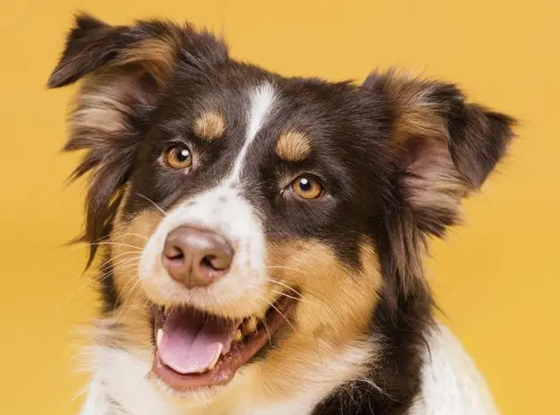 Dê um nome para o seu cachorro