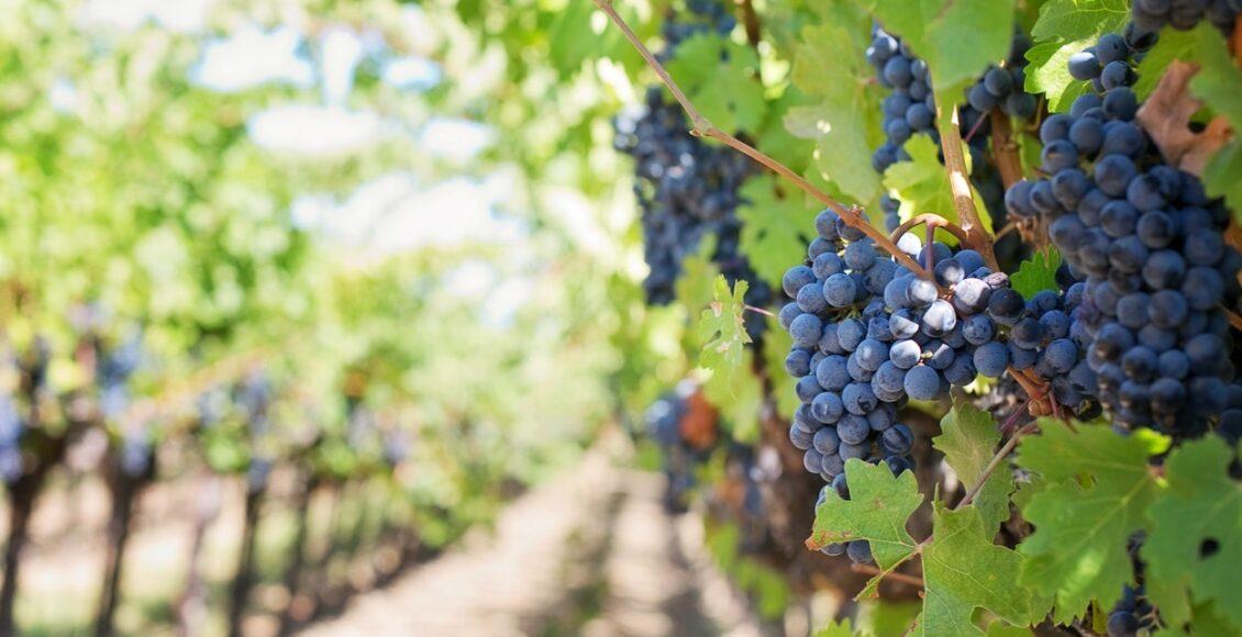 tipos de uva para vinho