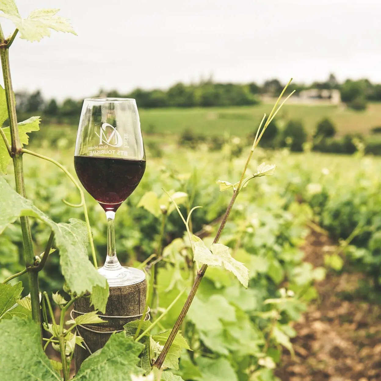 tipos de uva para vinho