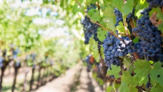 Tipos de uva para vinho: saiba as principais características e como harmonizar