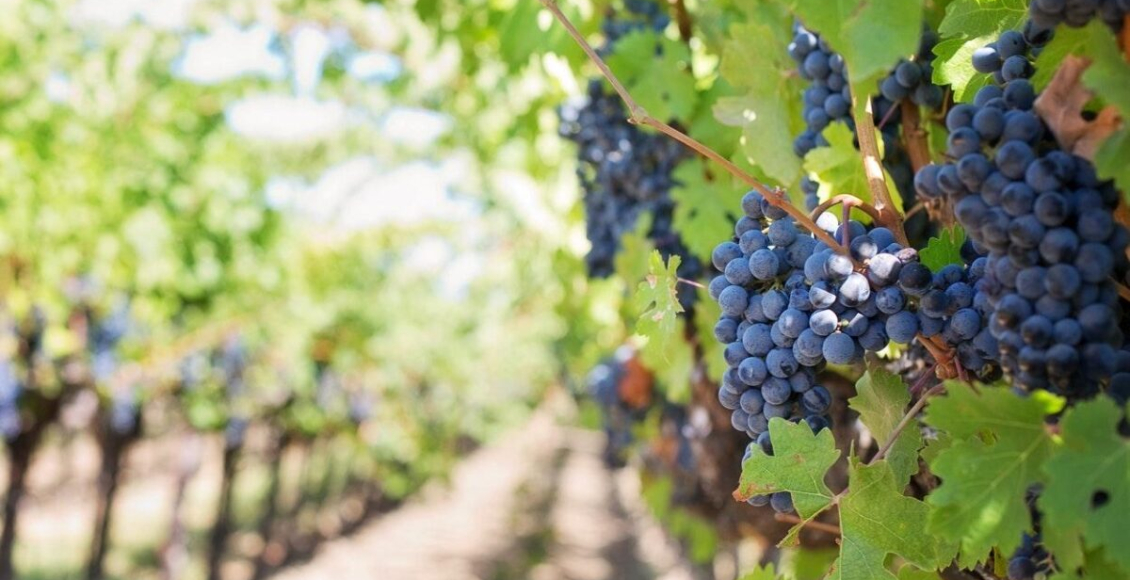 tipos de uva para vinho