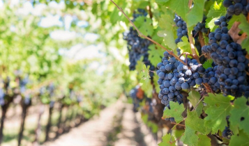 tipos de uva para vinho
