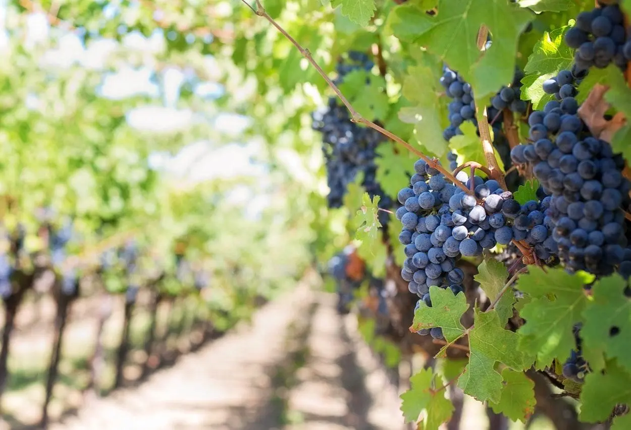 tipos de uva para vinho