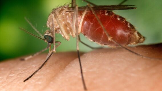 Vírus do Nilo Ocidental mata quatro pessoas na Espanha