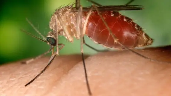 Vírus do Nilo Ocidental mata quatro pessoas na Espanha