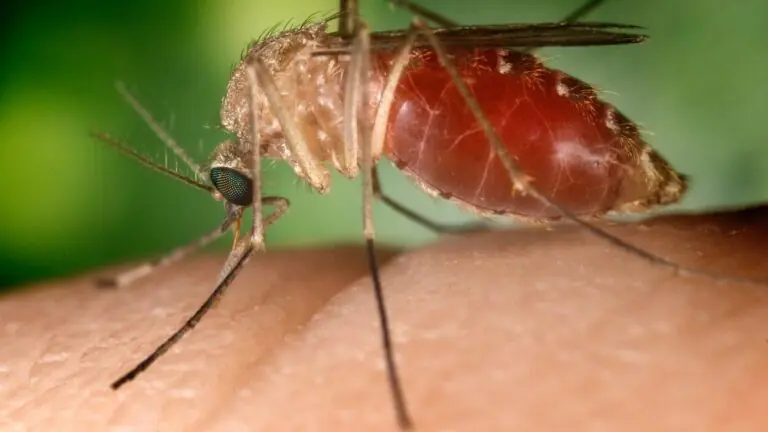 Vírus do Nilo Ocidental mata quatro pessoas na Espanha