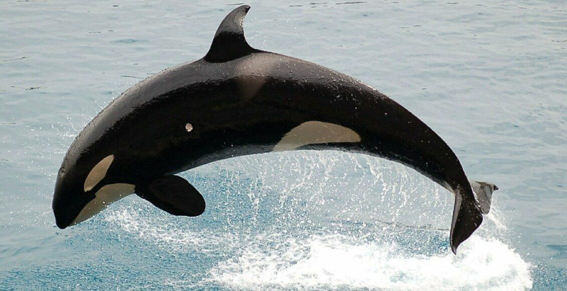 Baleias estão em risco de extinção