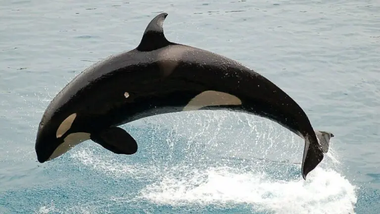 Baleias estão em risco de extinção ‘real e iminente’, alertam cientistas