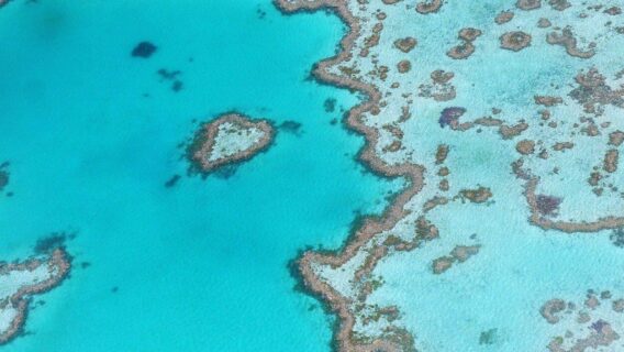 Metade dos corais da Grande Barreira de Corais morreram