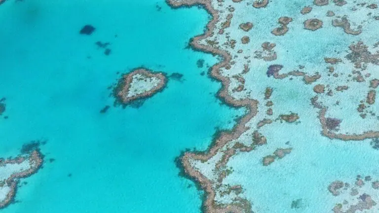 Metade dos corais da Grande Barreira de Corais morreram