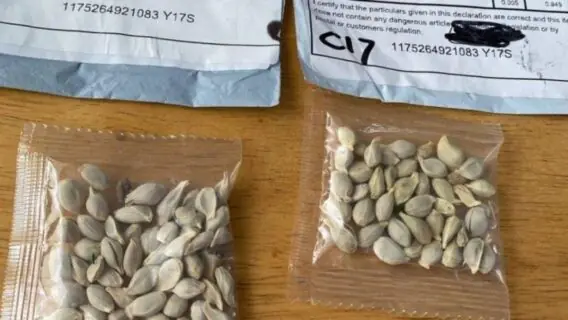 Sementes da China: entenda a fraude das encomendas misteriosas vindas da Ásia