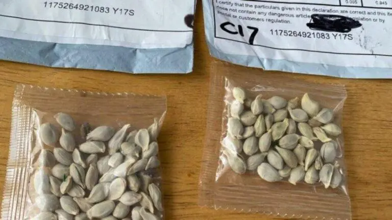 Sementes da China: entenda a fraude das encomendas misteriosas vindas da Ásia