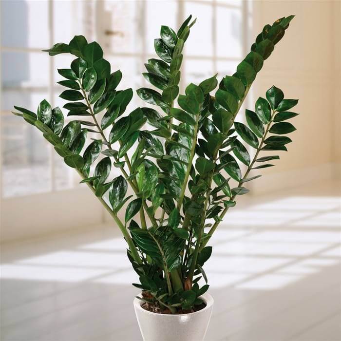 Zamioculcas em vaso branco