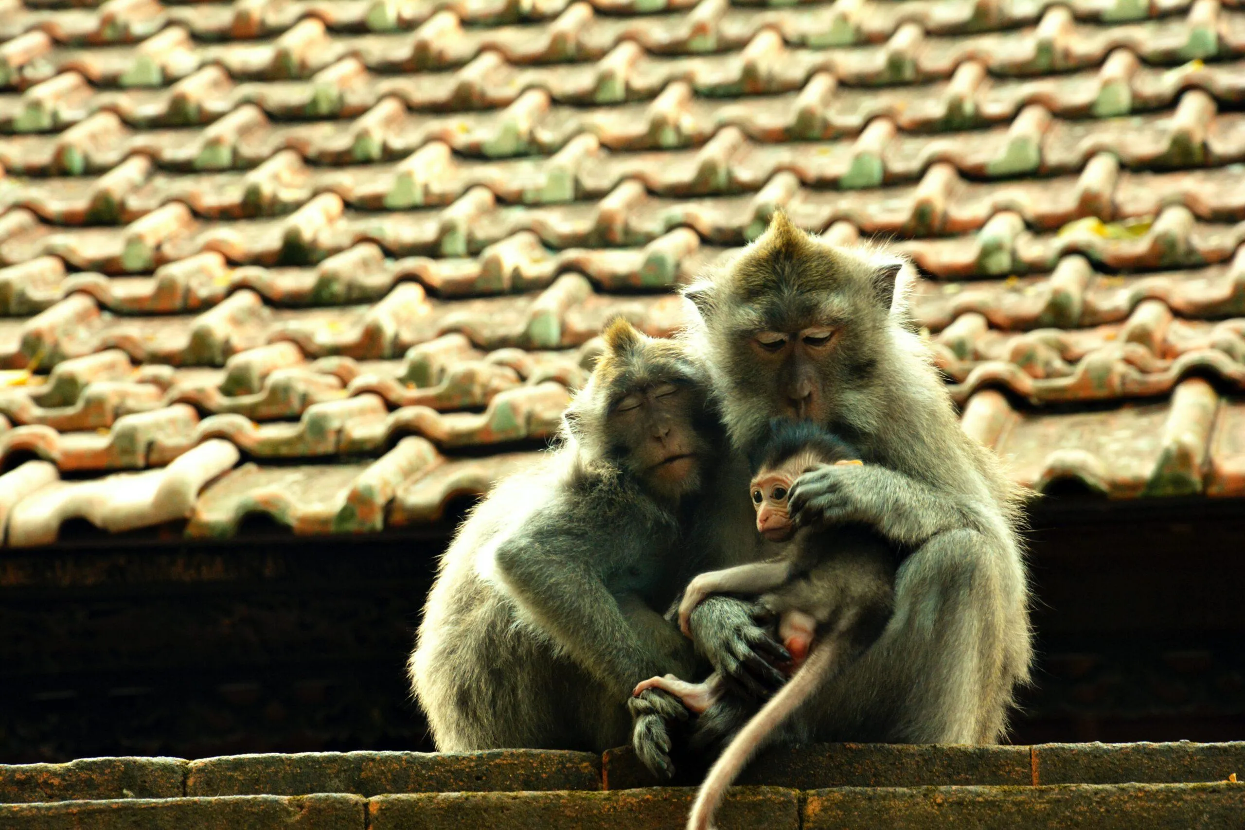 Os macacos se comunicam por abraços Animais se comunicam pelo tato