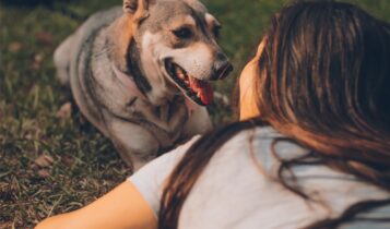 como os animais se comunicam