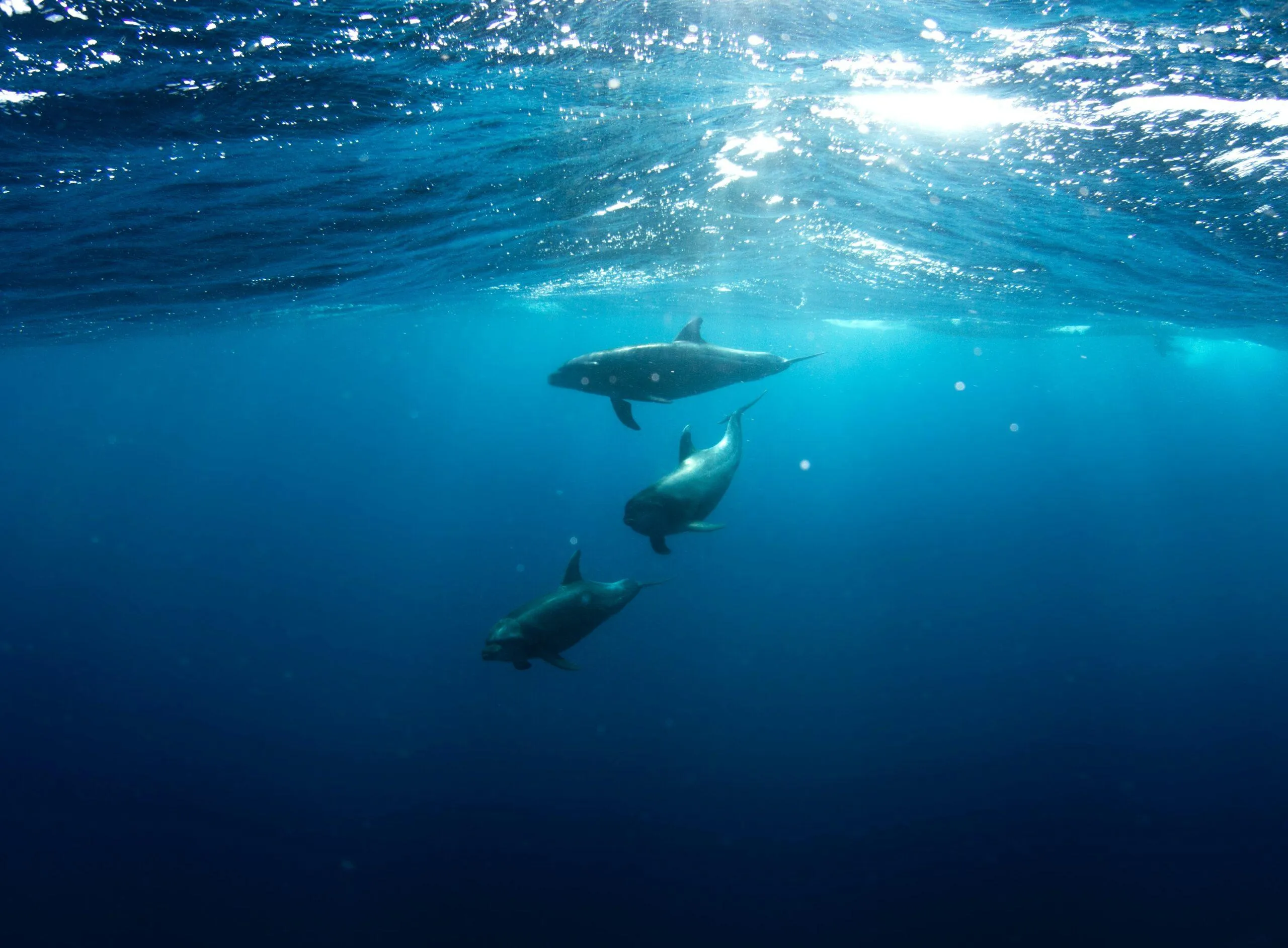 Os golfinhos são animais que se comunicam pelo som Golfinhos chamam uns aos outros pelo nome