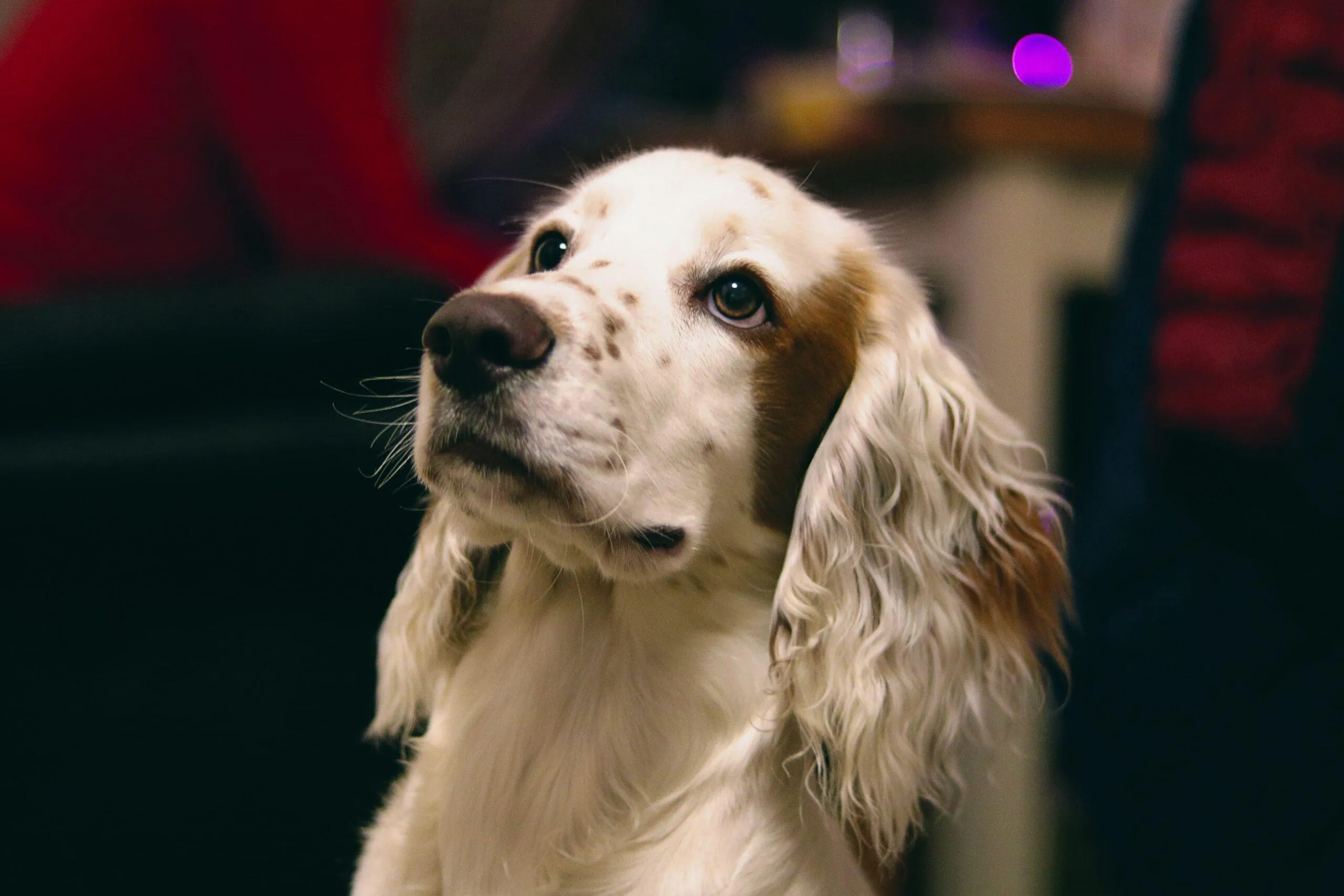 Pets entendem seus donos e também emitem mensagens Cães e gatos se comunicam com seus donos
