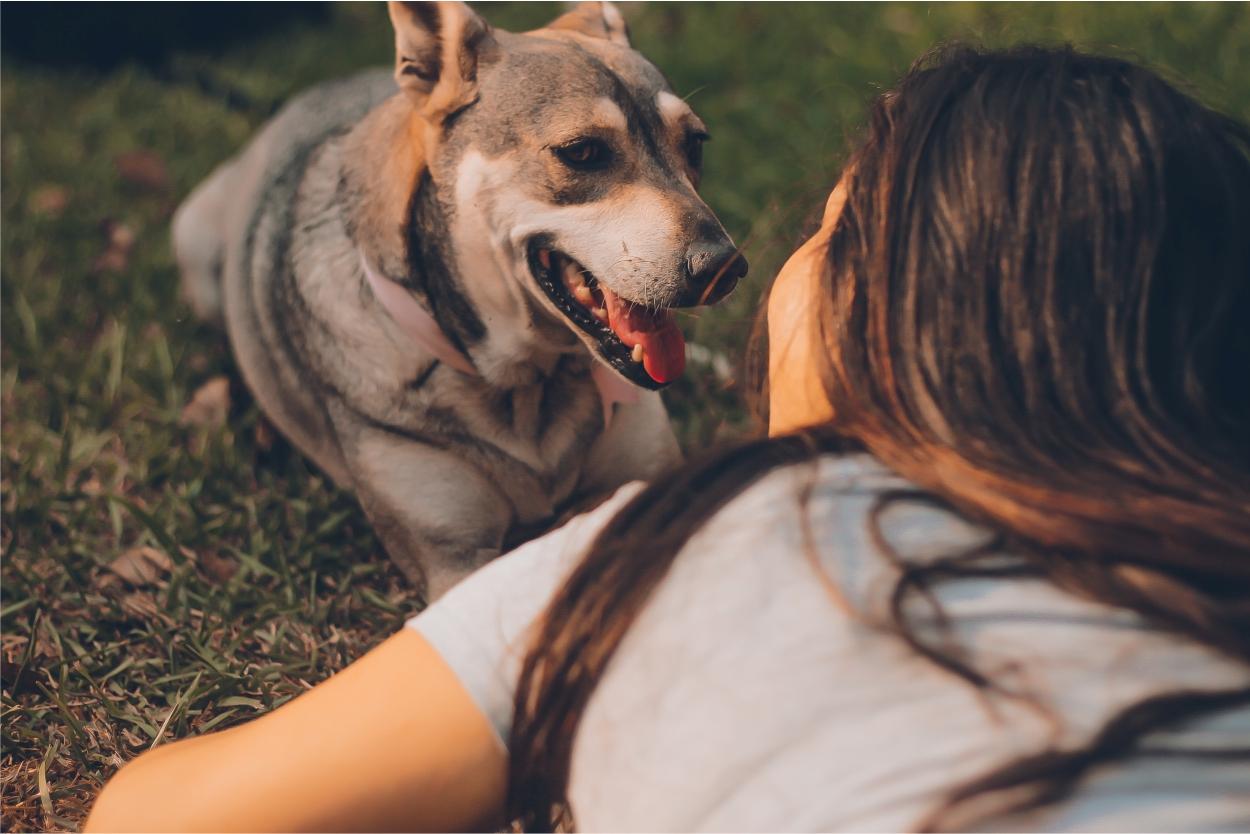 como os animais se comunicam