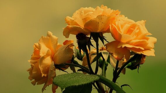 Banho de Oxum: aprenda um ritual da Orixá do amor