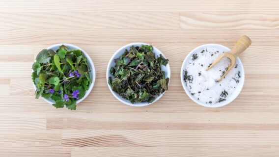 Banho de Arruda: Aprenda 3 banhos com essa erva