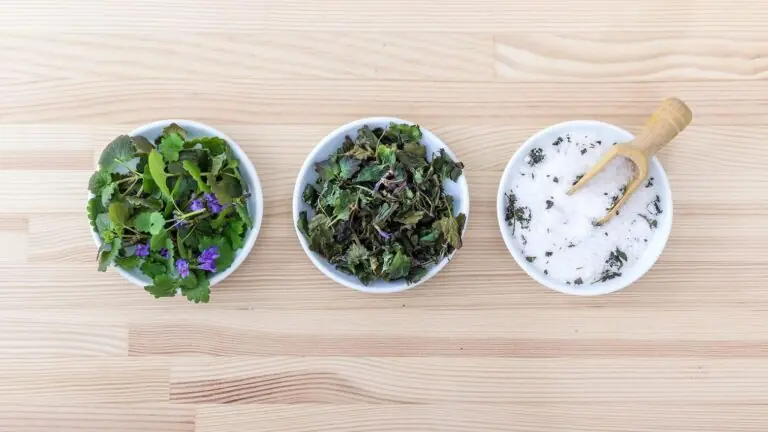 Banho de Arruda: Aprenda 3 banhos com essa erva