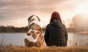 cães são os companheiros mais antigos