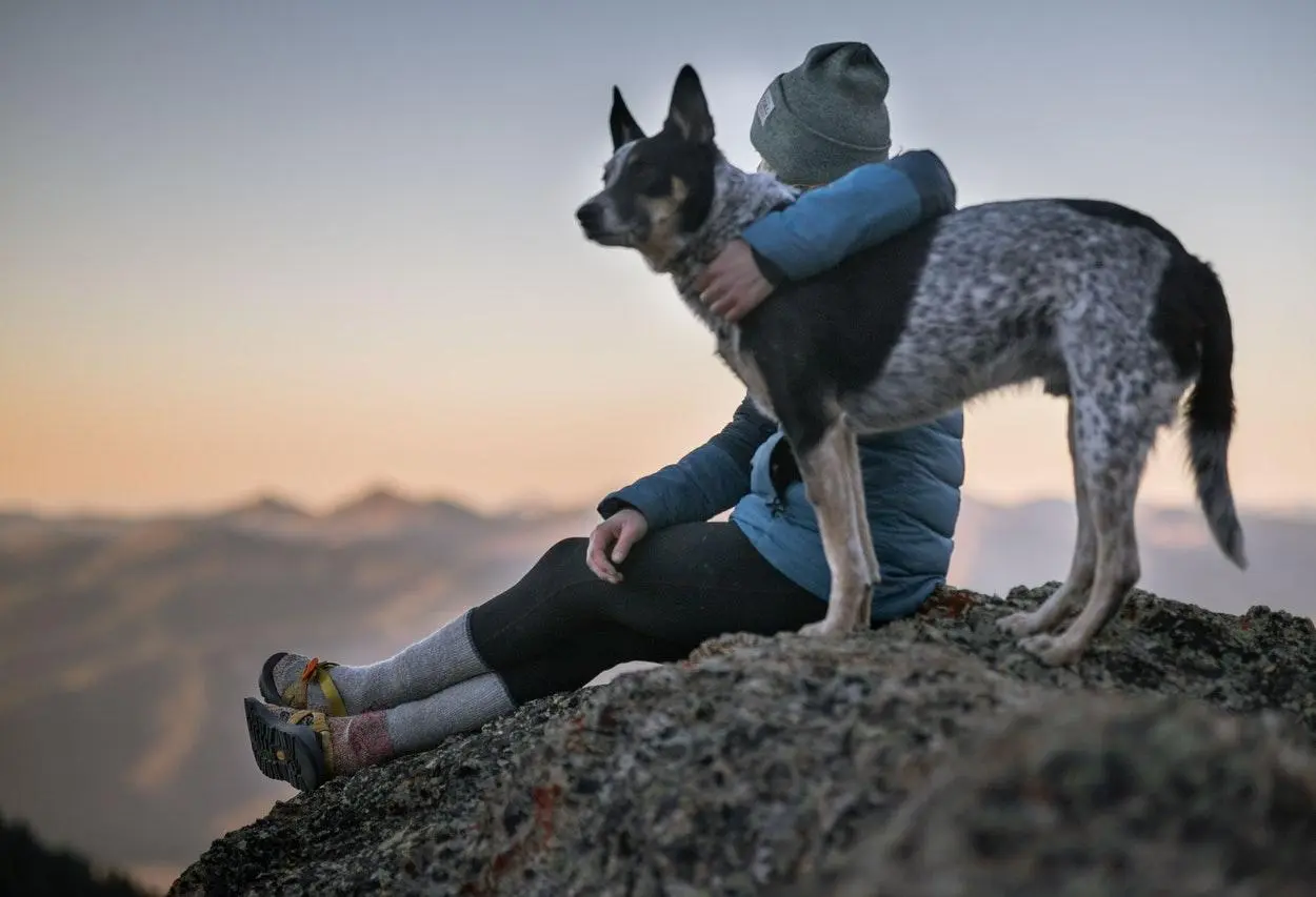 cães são os companheiros mais antigos