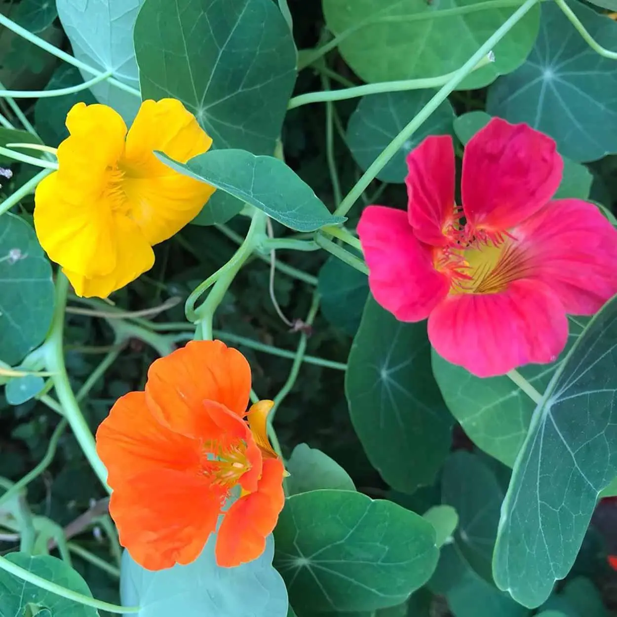 flores comestíveis amor-perfeito