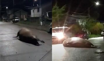 Elefante-marinho é flagrado em vídeo vagando por ruas de cidade chilena. Foto: reprodução