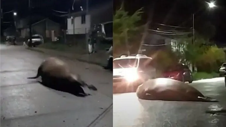 Vídeo: Elefante-marinho é visto andando por ruas do Chile