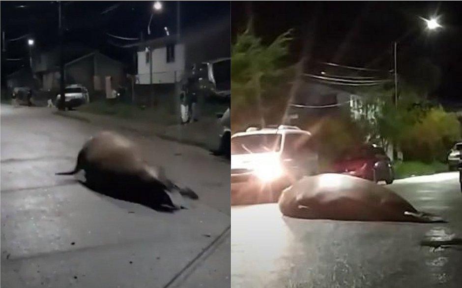 Elefante-marinho é flagrado em vídeo vagando por ruas de cidade chilena. Foto: reprodução