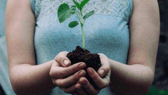 Dividendos: aprenda o que são e confira se é possível viver deles