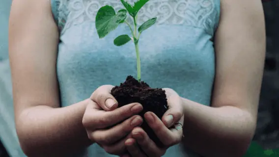 Dividendos: aprenda o que são e confira se é possível viver deles