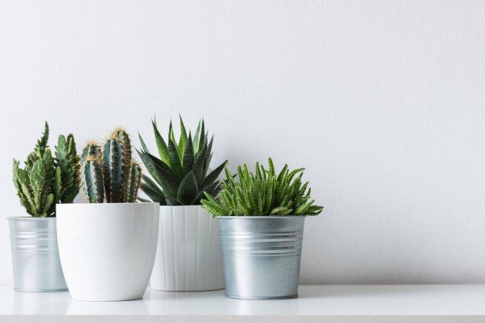 Foto mostra vasos com mini cactos