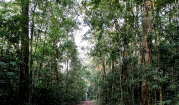 Parques estaduais de SP reabriram; festival é uma das opções do fim de semana. Foto: reprodução