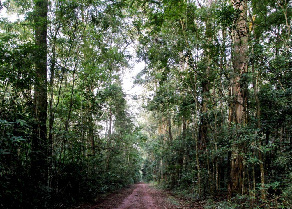 Parques estaduais de SP reabriram; festival é uma das opções do fim de semana. Foto: reprodução