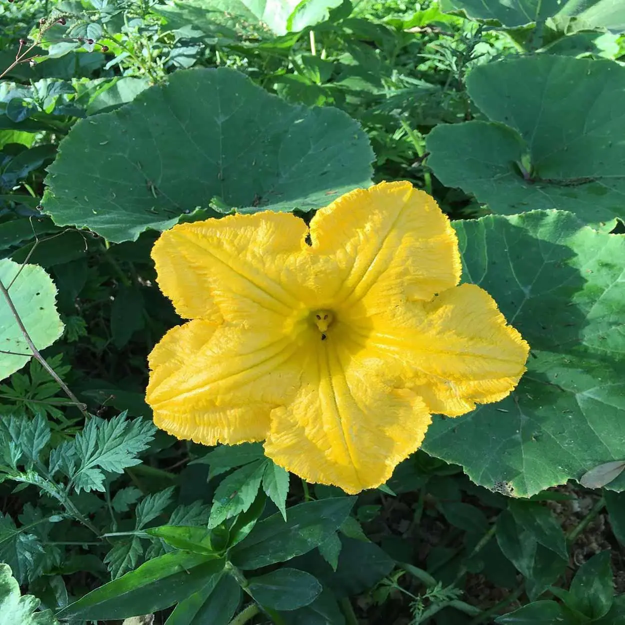 quais são as flores comestíveis