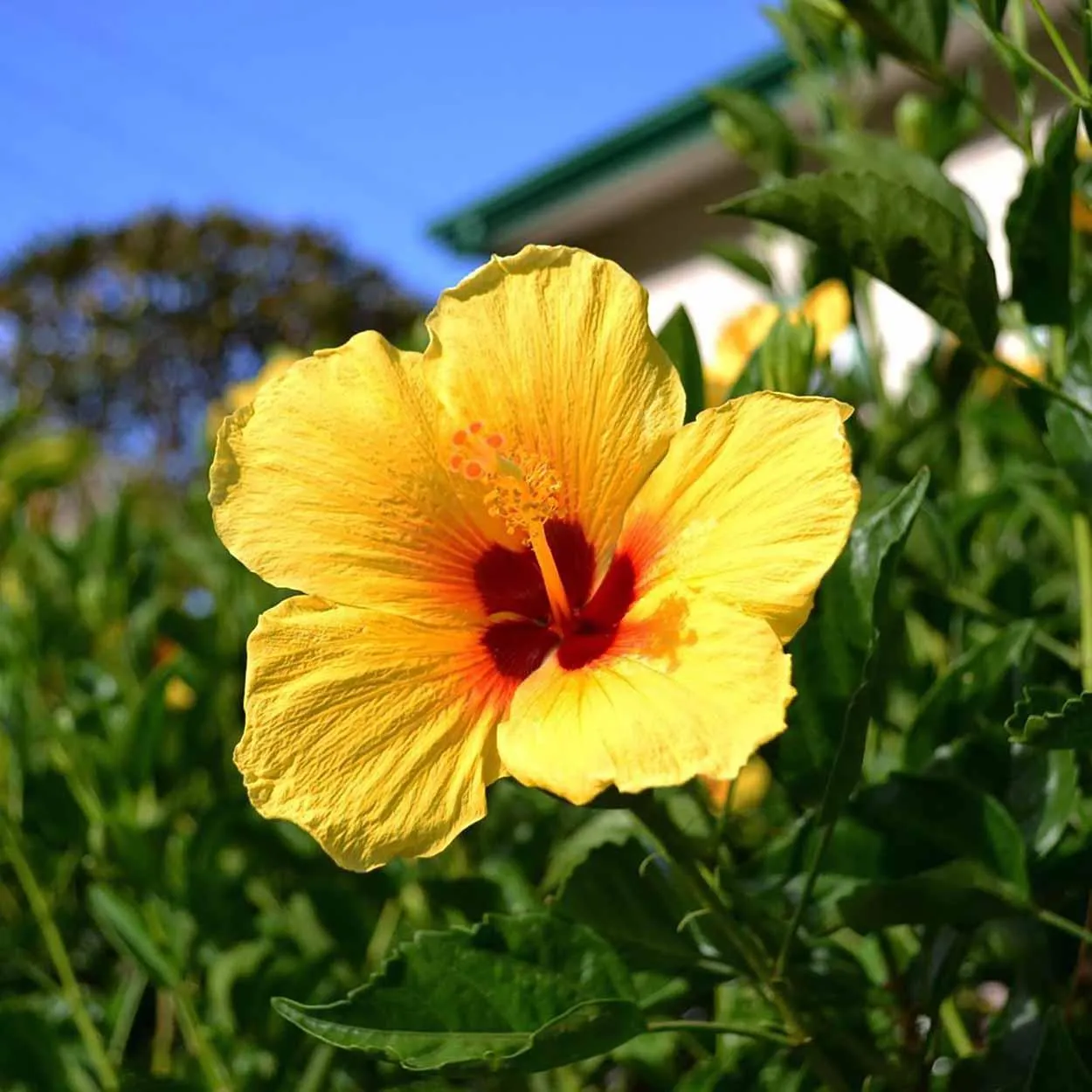flores comestíveis onde comprar 